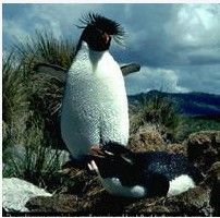 鳳頭企鵝 鳳頭企鵝