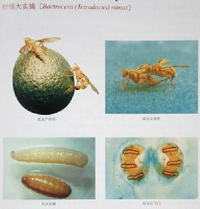 （圖）蜜柑大實蠅