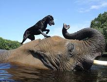 非洲象與拉布拉多犬之間的接球遊戲