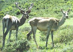 察青松多白唇鹿自然保護區