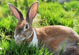 山兔[哺乳動物]