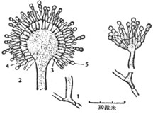原分生孢子半孢子