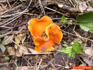 橙黃網孢盤菌 橙黃網孢盤菌