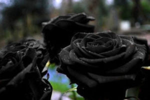 黑色玫瑰[直立灌木]