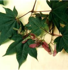 小果中華槭（變種）