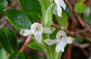 亞黃絲蓋傘 亞黃絲蓋傘