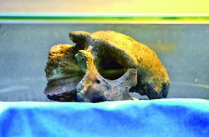 南京猿人頭骨化石