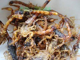 油炸蠍子 油炸蠍子