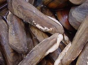 橄欖蟶蚌 橄欖蟶蚌