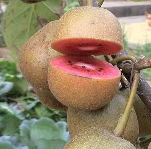 紅肉獼猴桃 紅肉獼猴桃