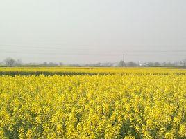 楊村村[安徽省黃山市休寧縣海陽鎮楊村村]