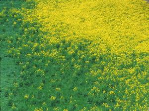 山尹村鄉 山尹村鄉