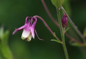 甘肅耬斗菜 甘肅耬斗菜