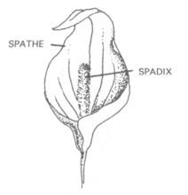 佛焰花序 佛焰花序
