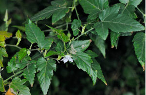 短柄懸鉤子 短柄懸鉤子