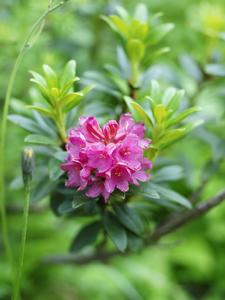 多裂杜鵑 多裂杜鵑