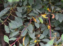 紅葉木姜子根 紅葉木姜子根