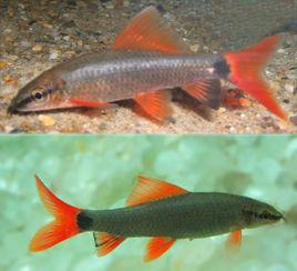 須唇角魚 須唇角魚