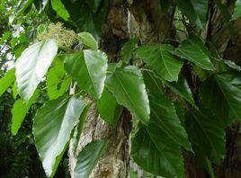 石眼樹葉 石眼樹葉