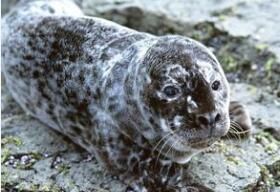 斑紋海豹 斑紋海豹