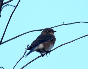 黑胸霸鶲 黑胸霸鶲