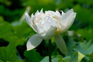 貴陽花溪生態園