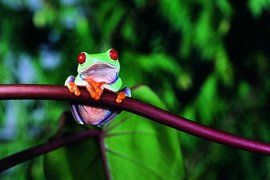 青蛙捕食 青蛙捕食