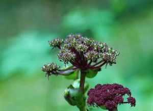 紫花前胡 紫花前胡