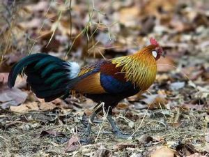 赤麂印度亞種 赤麂印度亞種