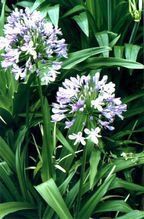 百子蓮屬 百子蓮屬