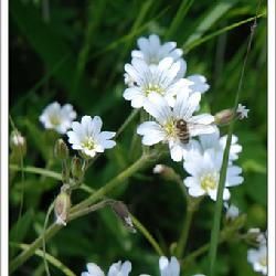 具苞念珠芥 具苞念珠芥