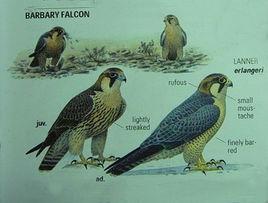 阿爾泰隼 阿爾泰隼