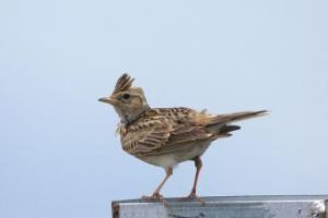 小雲雀西南亞種 小雲雀西南亞種