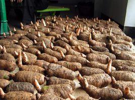 彝良小草壩天麻 彝良小草壩天麻