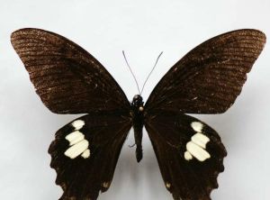 妍黛眼蝶 妍黛眼蝶