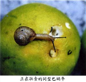 柑橘同型巴蝸牛 柑橘同型巴蝸牛