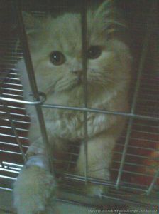 貓泛白細胞減少症