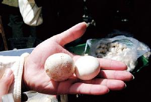 漂白蘑菇