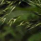 長毛野青茅 長毛野青茅