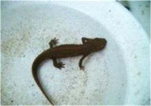 富鍾準中螈 富鍾準中螈