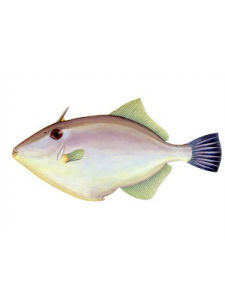 綠鰭馬面魨 綠鰭馬面魨