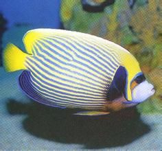 刺蓋後竺鯛 刺蓋後竺鯛