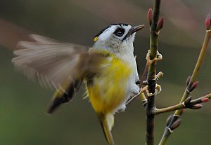 （圖）火冠戴菊