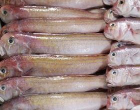 巴氏方頭鯧 巴氏方頭鯧