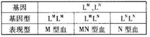 MN血型