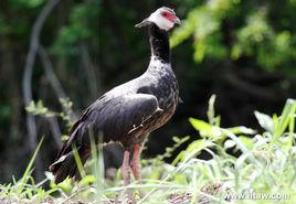 黑頸叫鴨 黑頸叫鴨