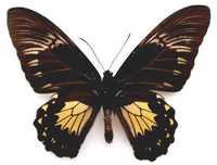 喬安娜鳥翼裳鳳蝶(雌)