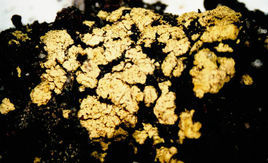 柯小煤炱勐養變種