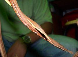 馬達加斯加葉吻蛇 馬達加斯加葉吻蛇