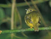 白頭嬌鶲 白頭嬌鶲